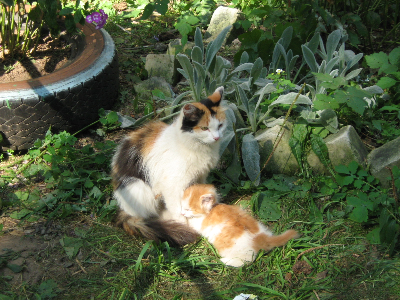 calico cats outside