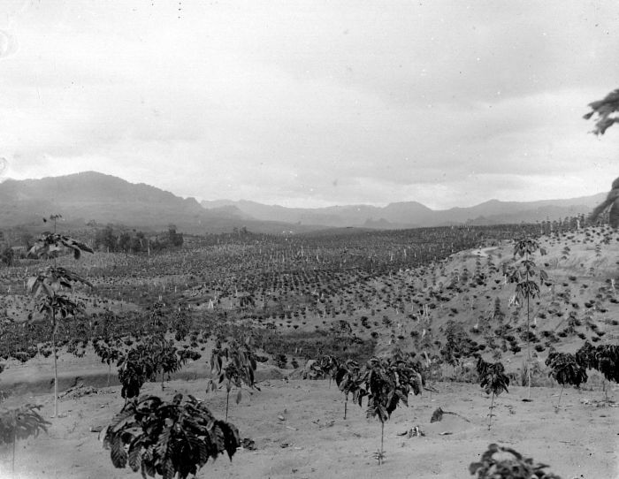 File:COLLECTIE TROPENMUSEUM Robusta koffie aanplant tussen jonge rubberaanplant (Hevea) op rubberplantage Anggoli van de Caoutchouc Plantage Maatschappij Sumatra TMnr 10012815.jpg