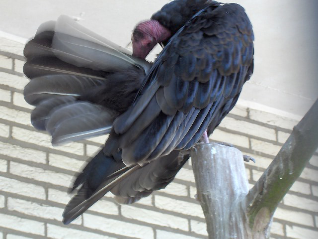 File:Cathartes aura01.jpg