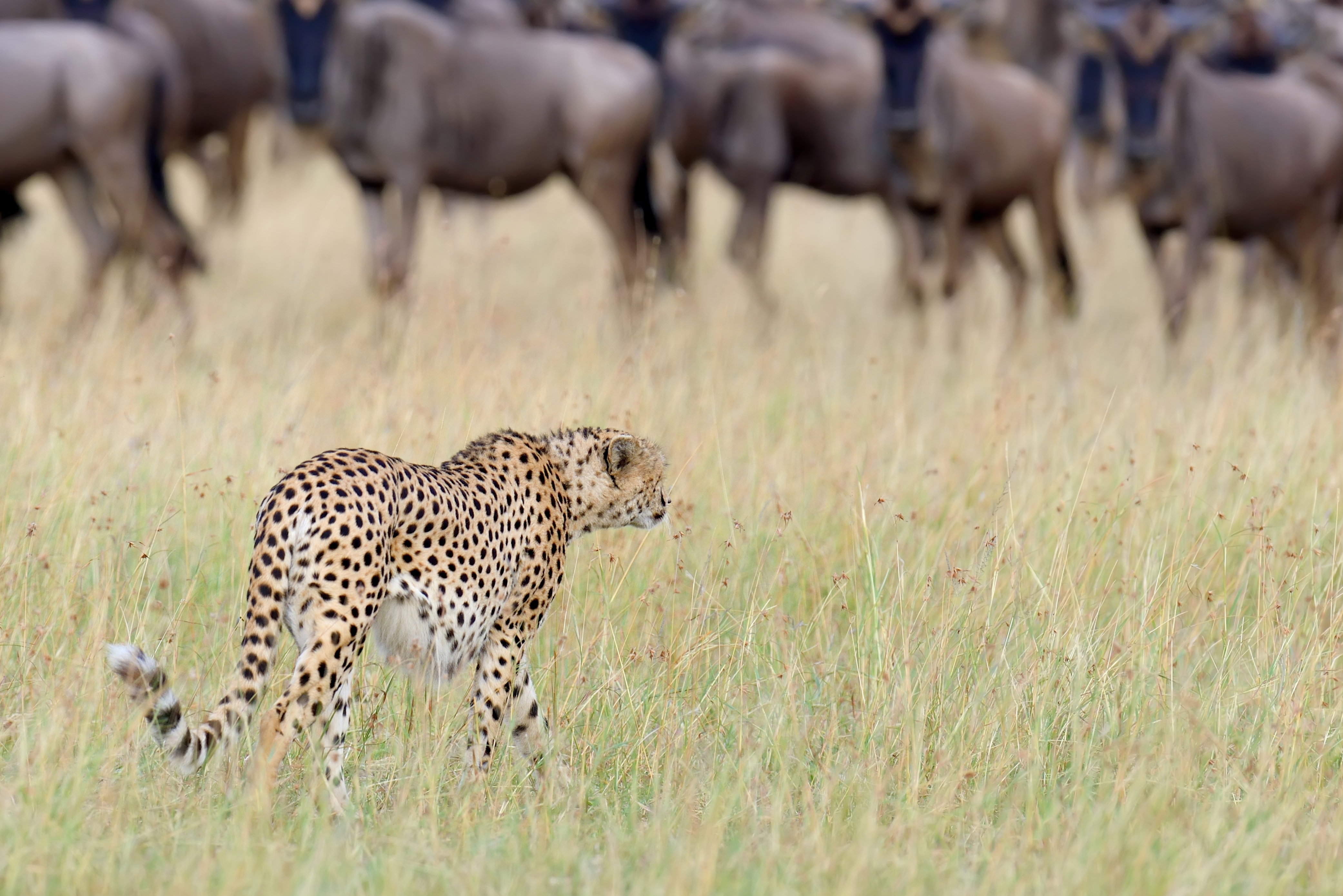 cheetah hunting pictures