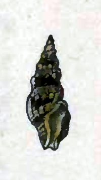 <i>Crassispira hondurasensis</i> Species of gastropod