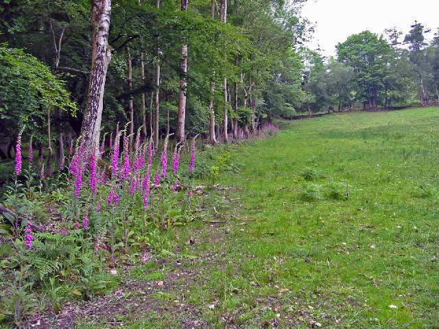 Deer Lawn in Bolderwood Grounds - geograph.org.uk - 57104