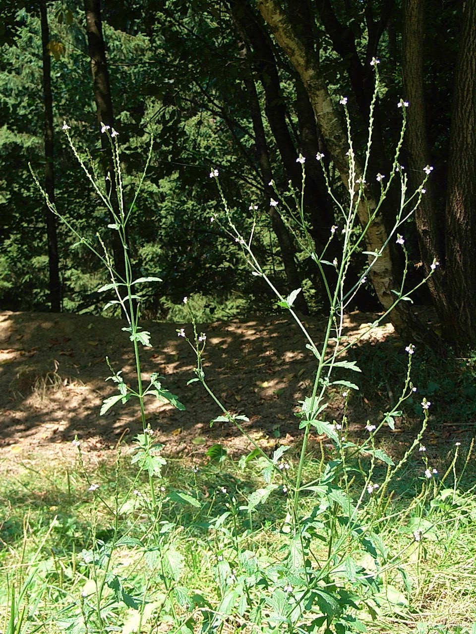 Verveine officinale à feuillage pourpre - Verbena officinalis