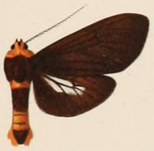 <i>Elysius felderi</i> Species of moth