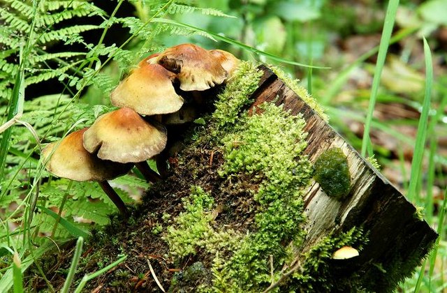 File:Fungus, Crawfordsburn Glen (5) - geograph.org.uk - 904565.jpg