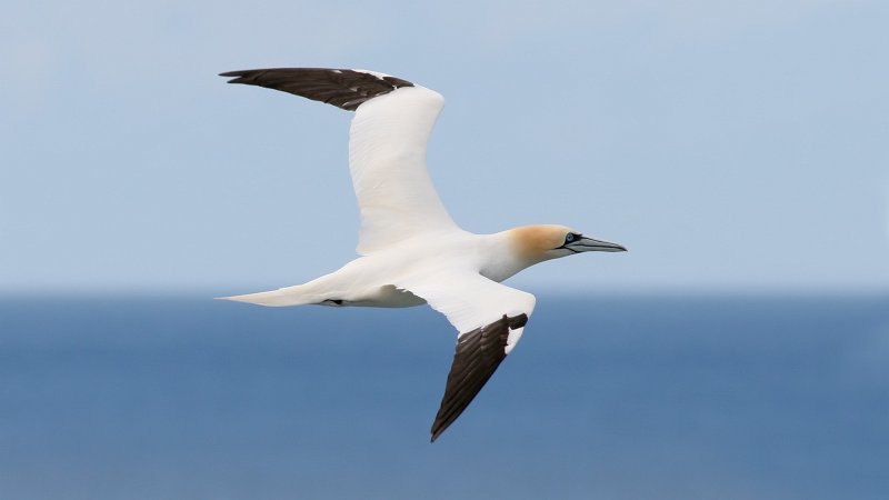 File:Gannet (Morus bassanus) (8).jpg