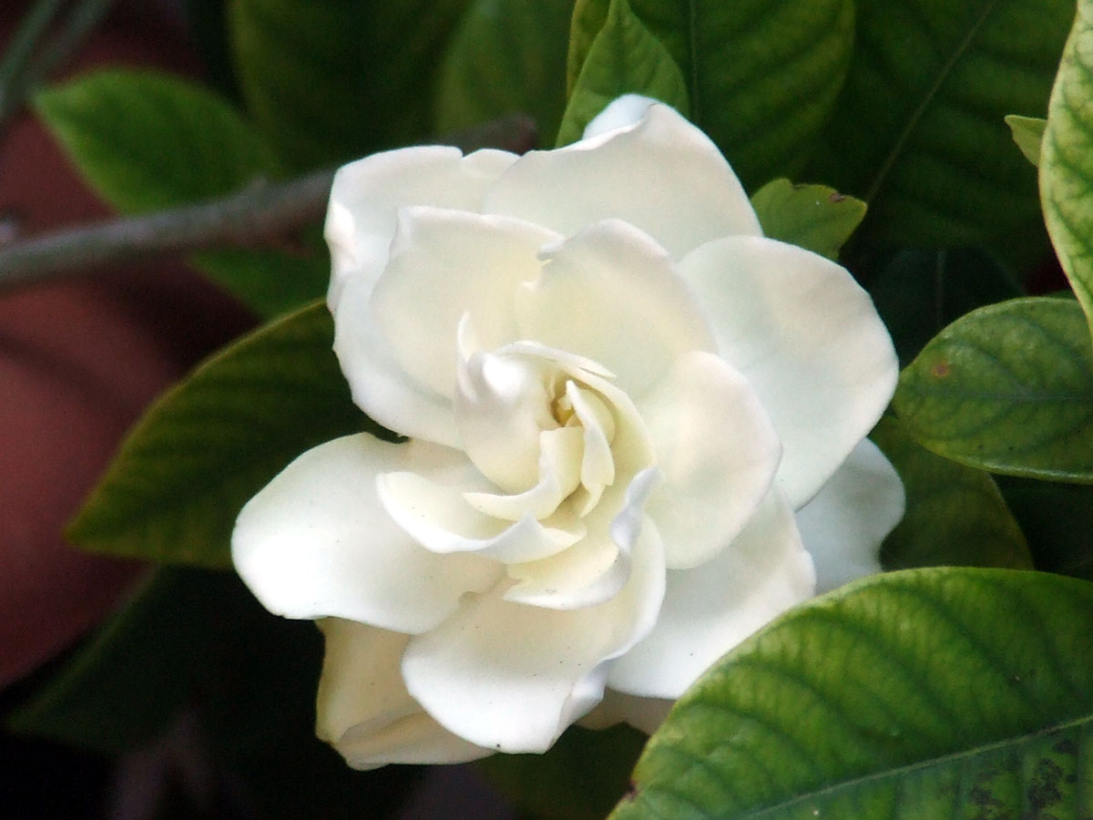 File:Gardenia 45302.jpg - Wikimedia Commons