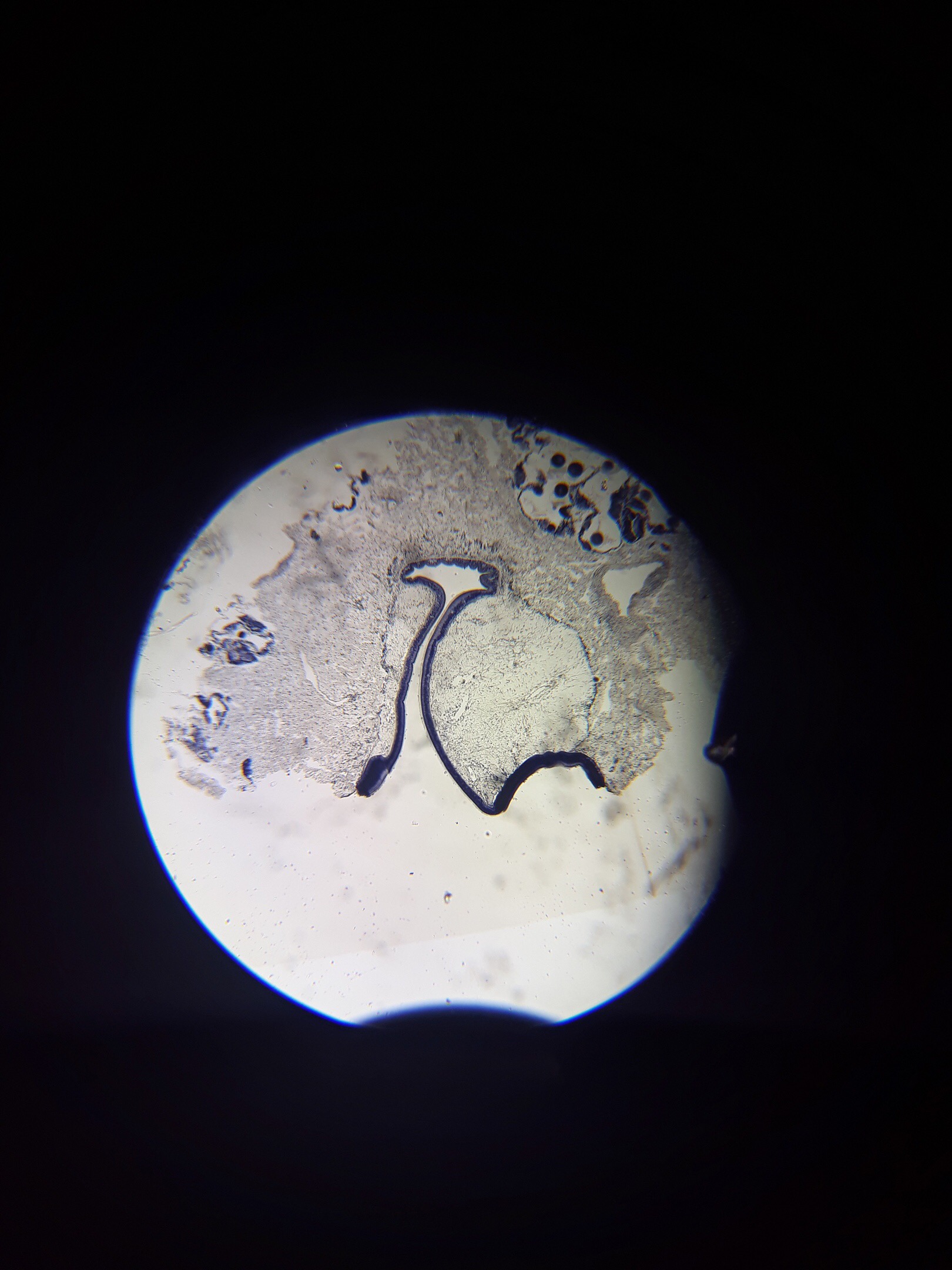 glandular epithelium tissue