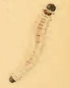 Glyphipterix simpliciella larva.JPG