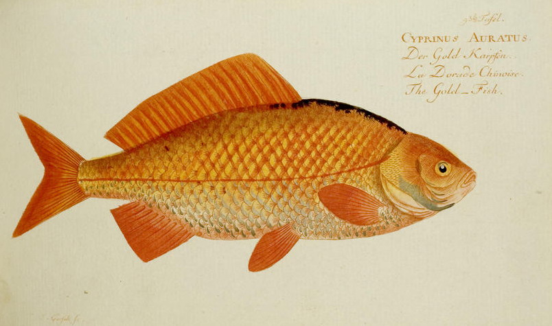 https://upload.wikimedia.org/wikipedia/commons/3/38/Goldfisch_Bloch2.jpg