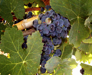Set sei Bomboniere grappolo d'uva in argento Valenti - Argento.it