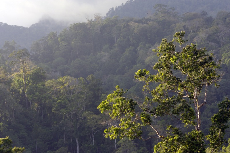 File:Habitat Tangkoko Sulawesi 2006.jpg