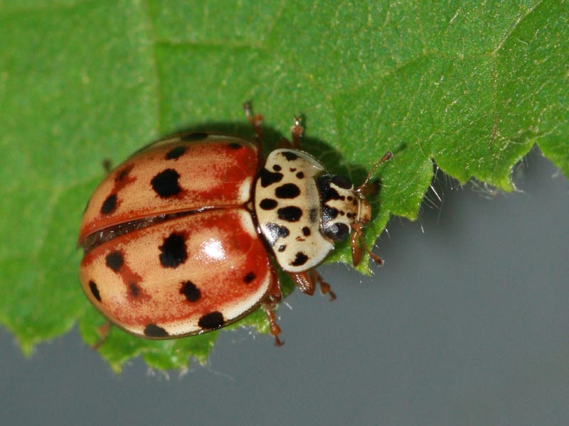 File:Harmonia quadripunctata Enka.jpg