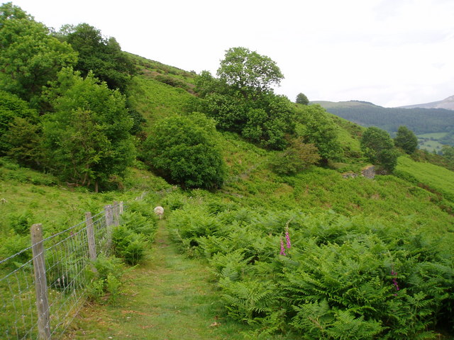 File:Hillside above Llantysilio - geograph.org.uk - 188229.jpg