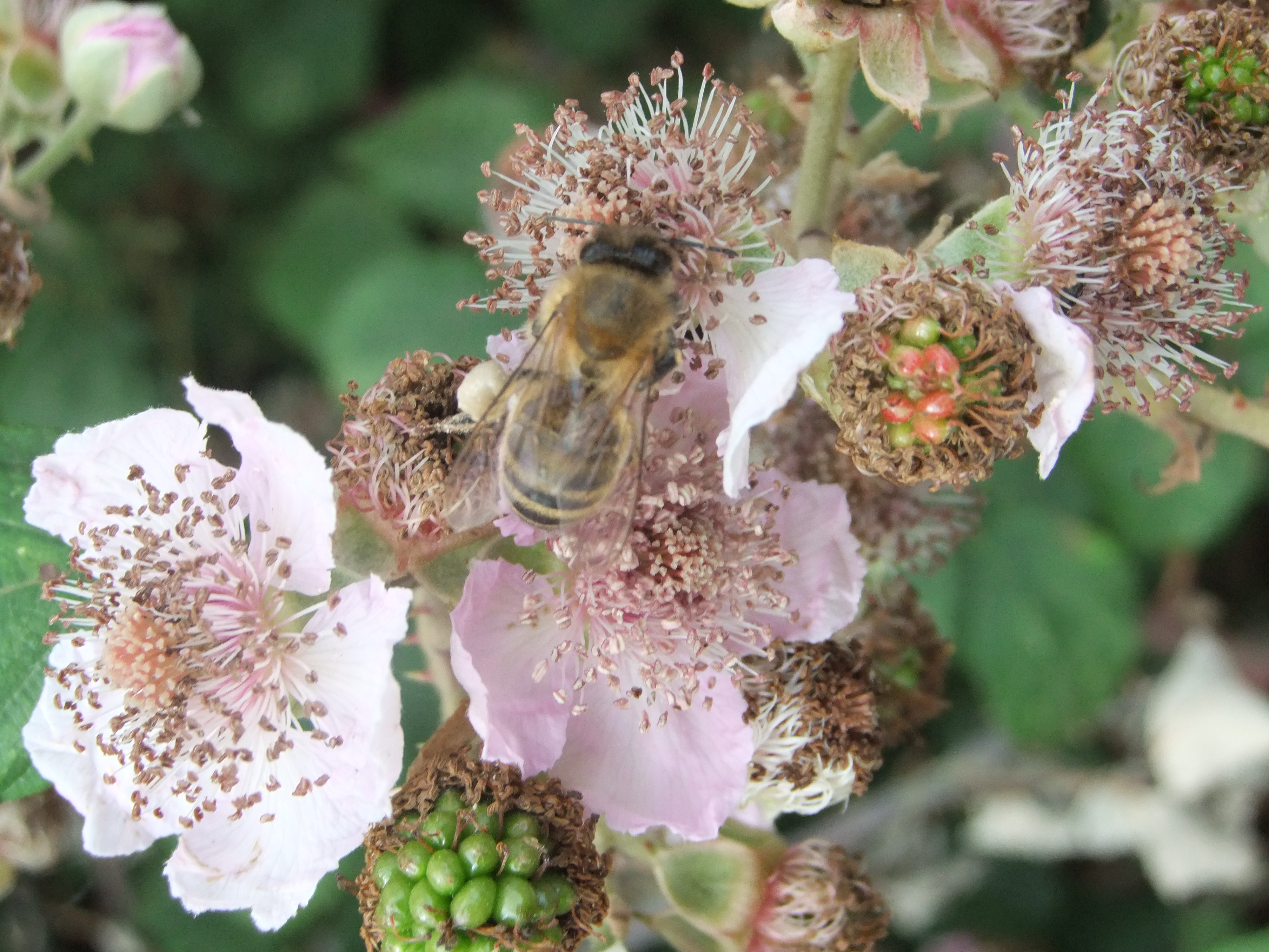 File:Honey bee on blackberry flowers, Bedfordshire ...