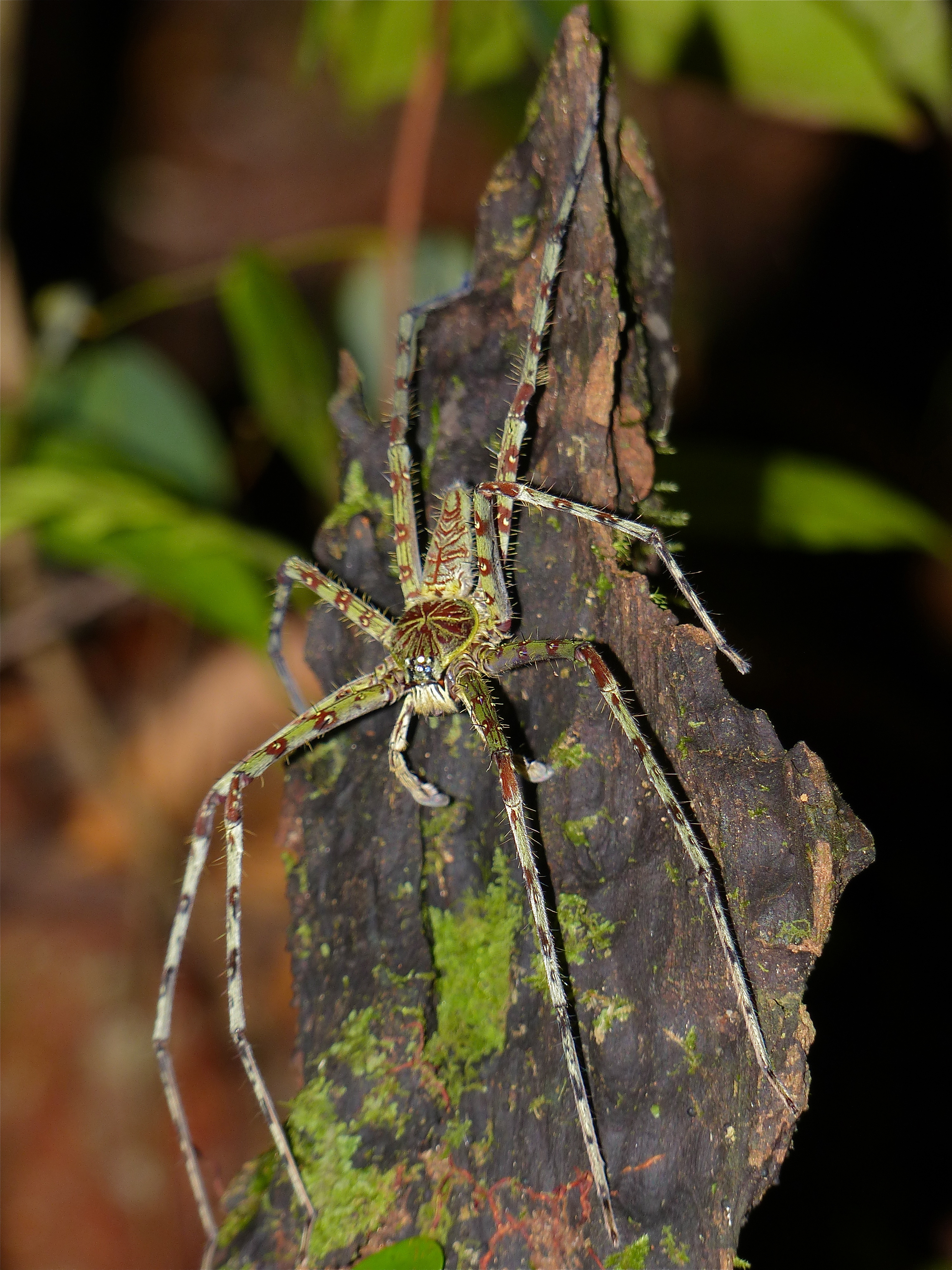 Huntsman Spider (Heteropoda boiei) (15484412091).jpg