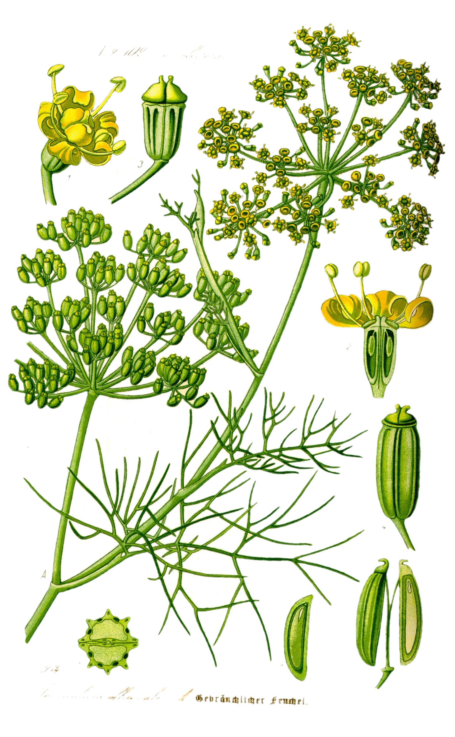 Le fenouil - Tout sur le fenouil (Foeniculum vulgare), histoire, bienfaits  et utilisation en cuisine