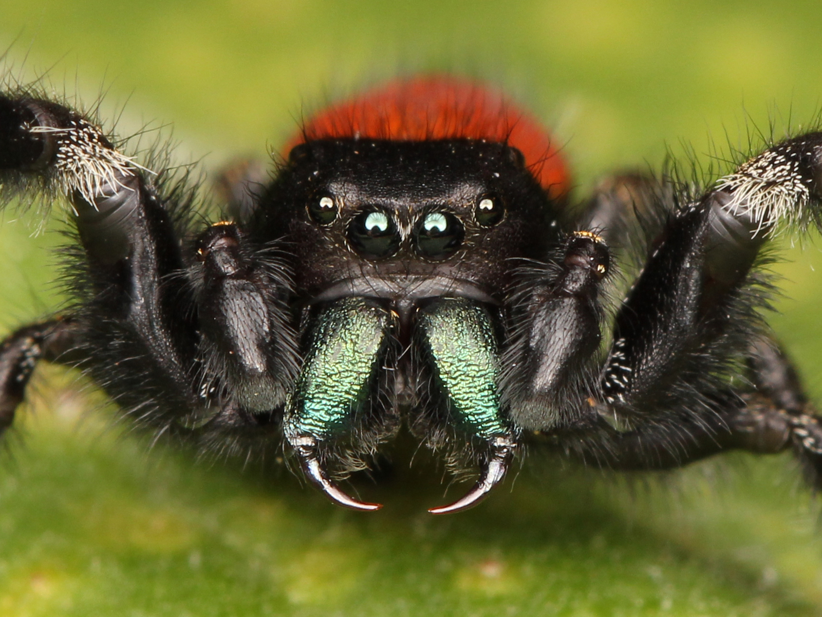 Death Match Continued | The Tarantula takes a defensive posi… | Flickr