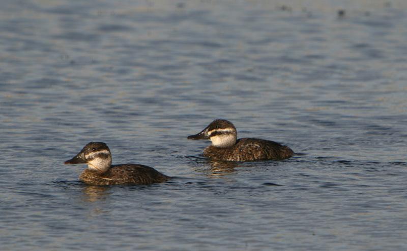 File:Lake Duck Females.jpg