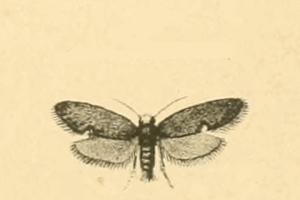 <i>Lampronia aeripennella</i> Species of moth