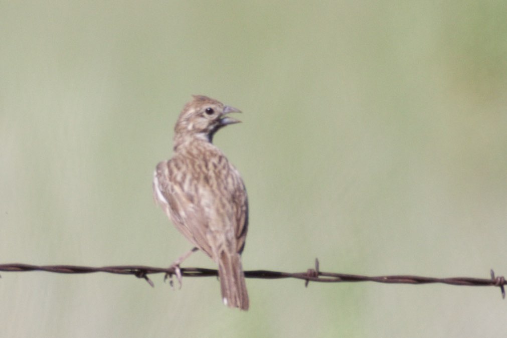 Lark Bunting (female or immature male) - Rucker Canyon - AZ - 2015-08-13at10-28-124 (21449485158).jpg