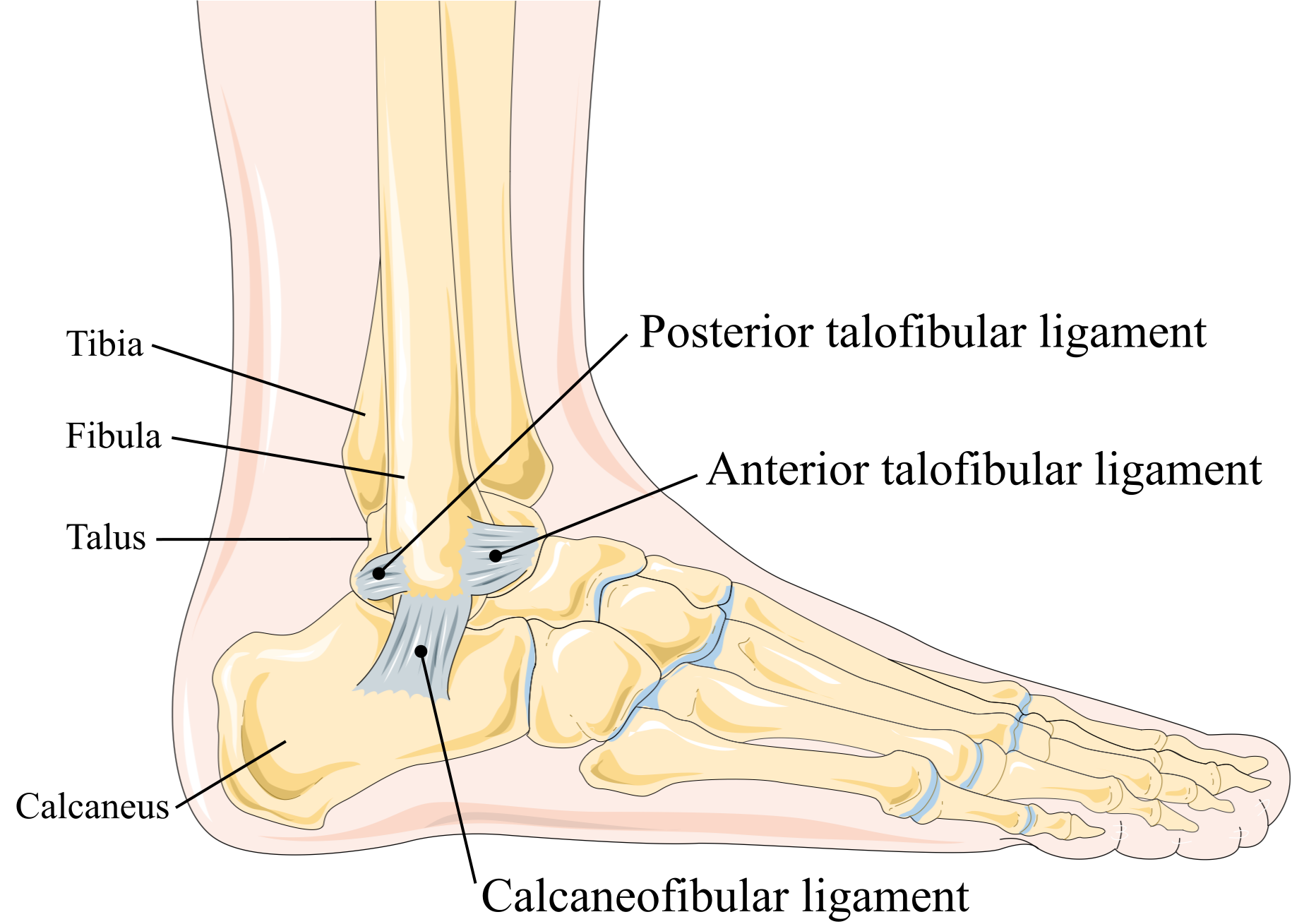 The anatomy of the ankle joint