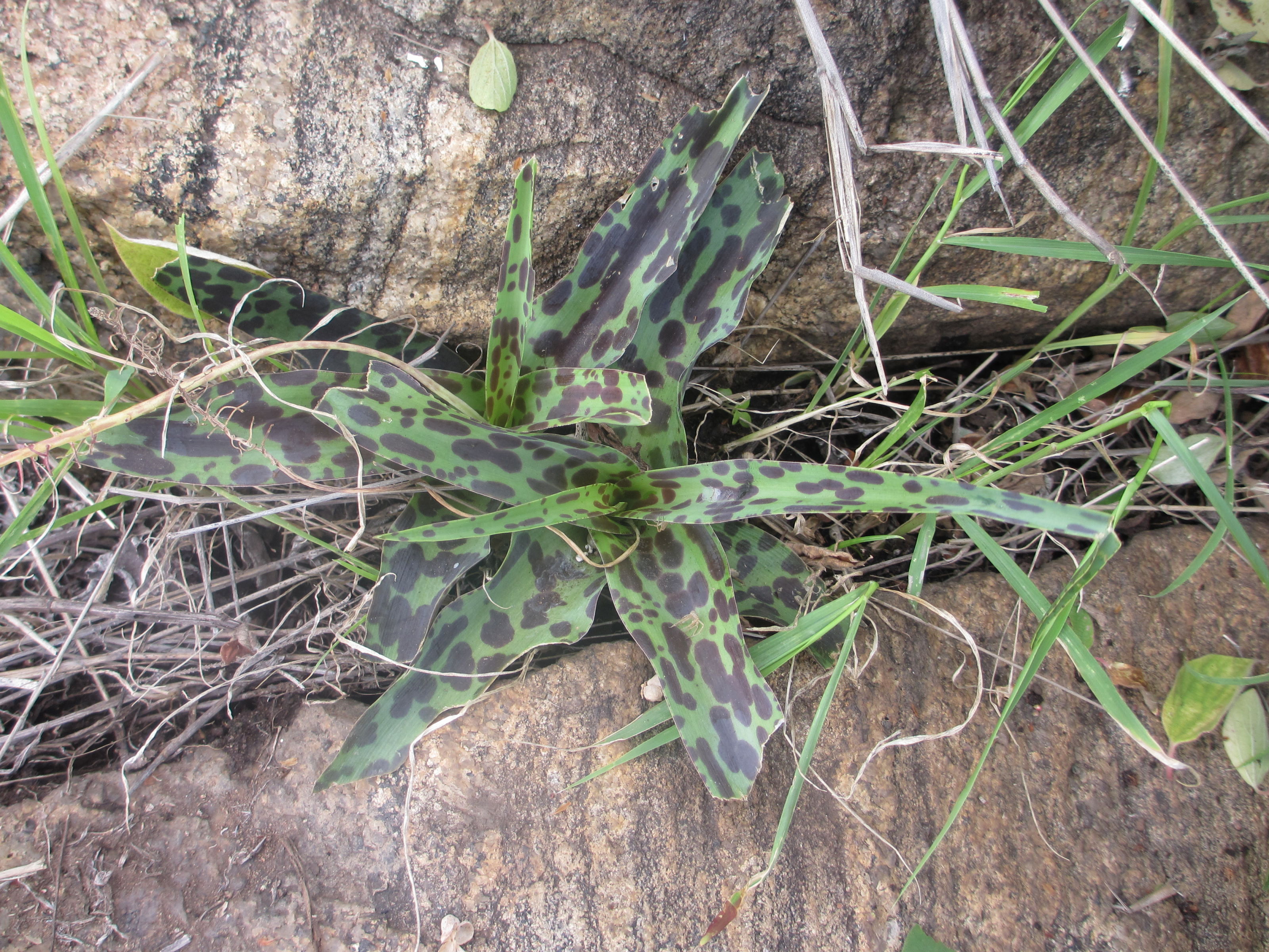 Ledebouria sp. - Zembe 1 (11791719433).jpg