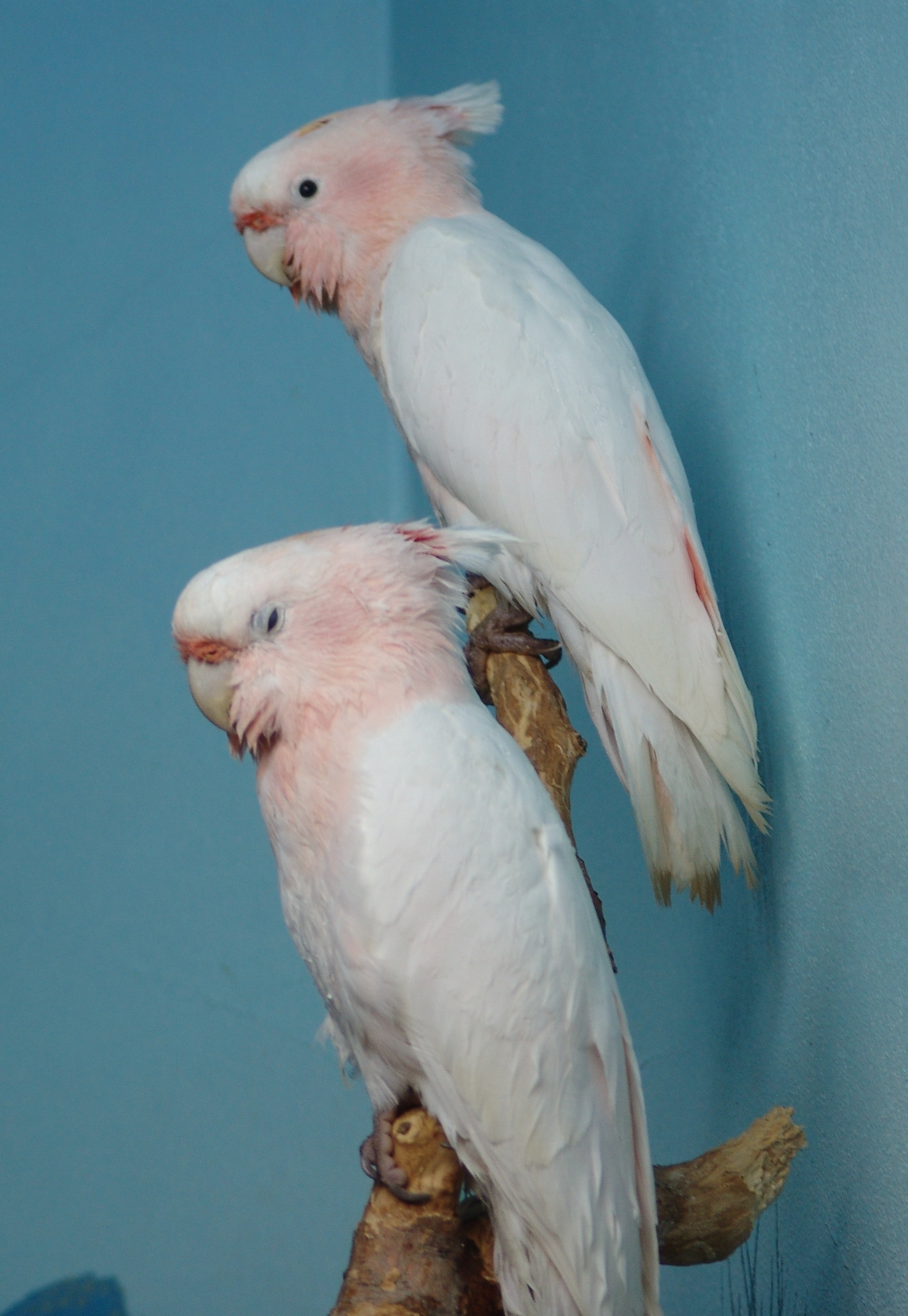 Попугай пит. Denver Zoo Birds.