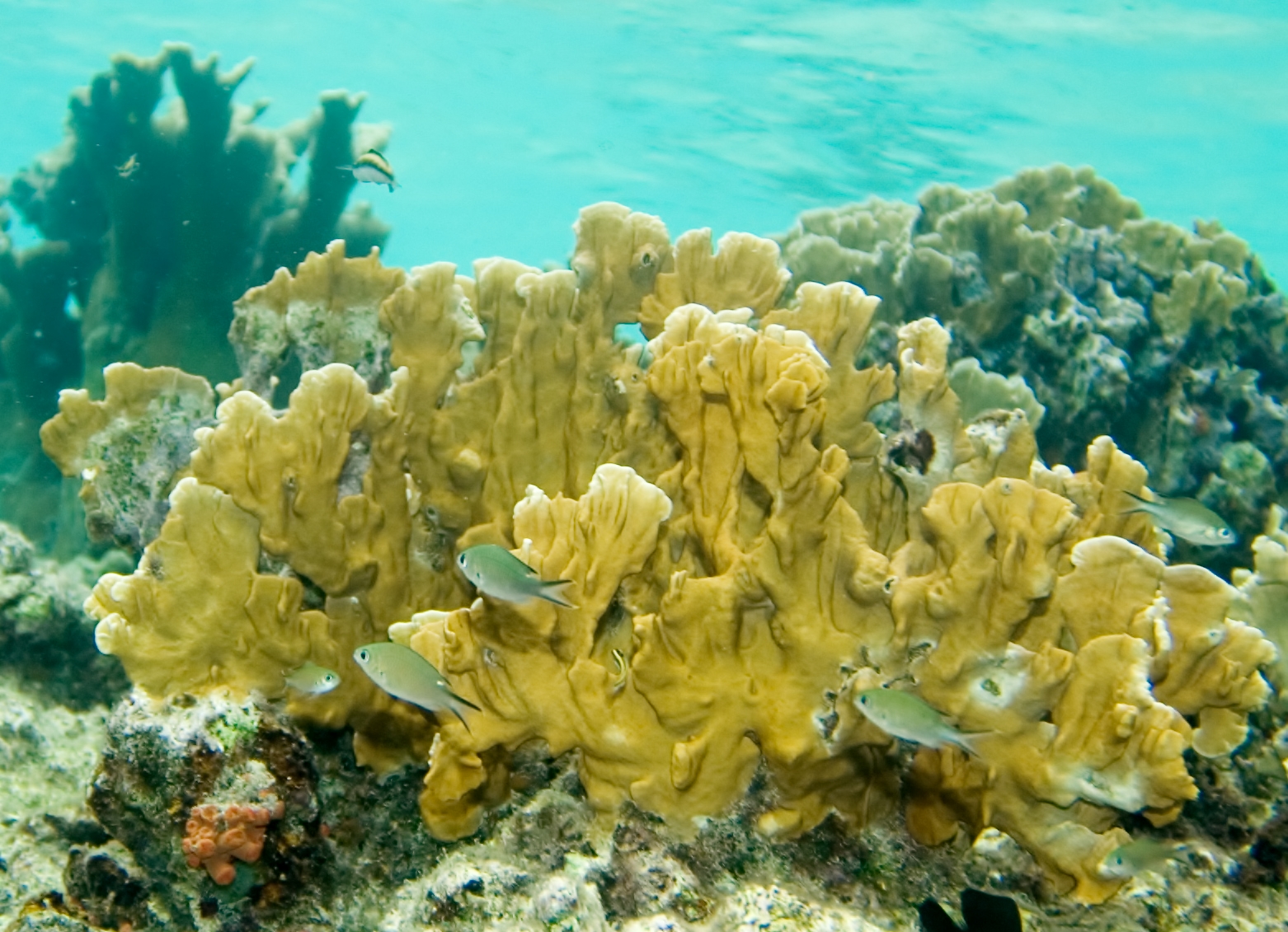 Пластинчатые водоросли. Кораллы Millepora. Миллепора Огненный коралл. Millepora alcicornis. Пластинчатый коралл.