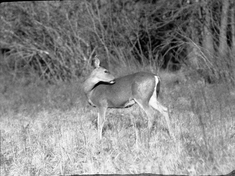 File:Mule Deer, (George's Camera), December 5, 1927 (f32e4b24bd4342e89aa18ddca5dd0592).jpg