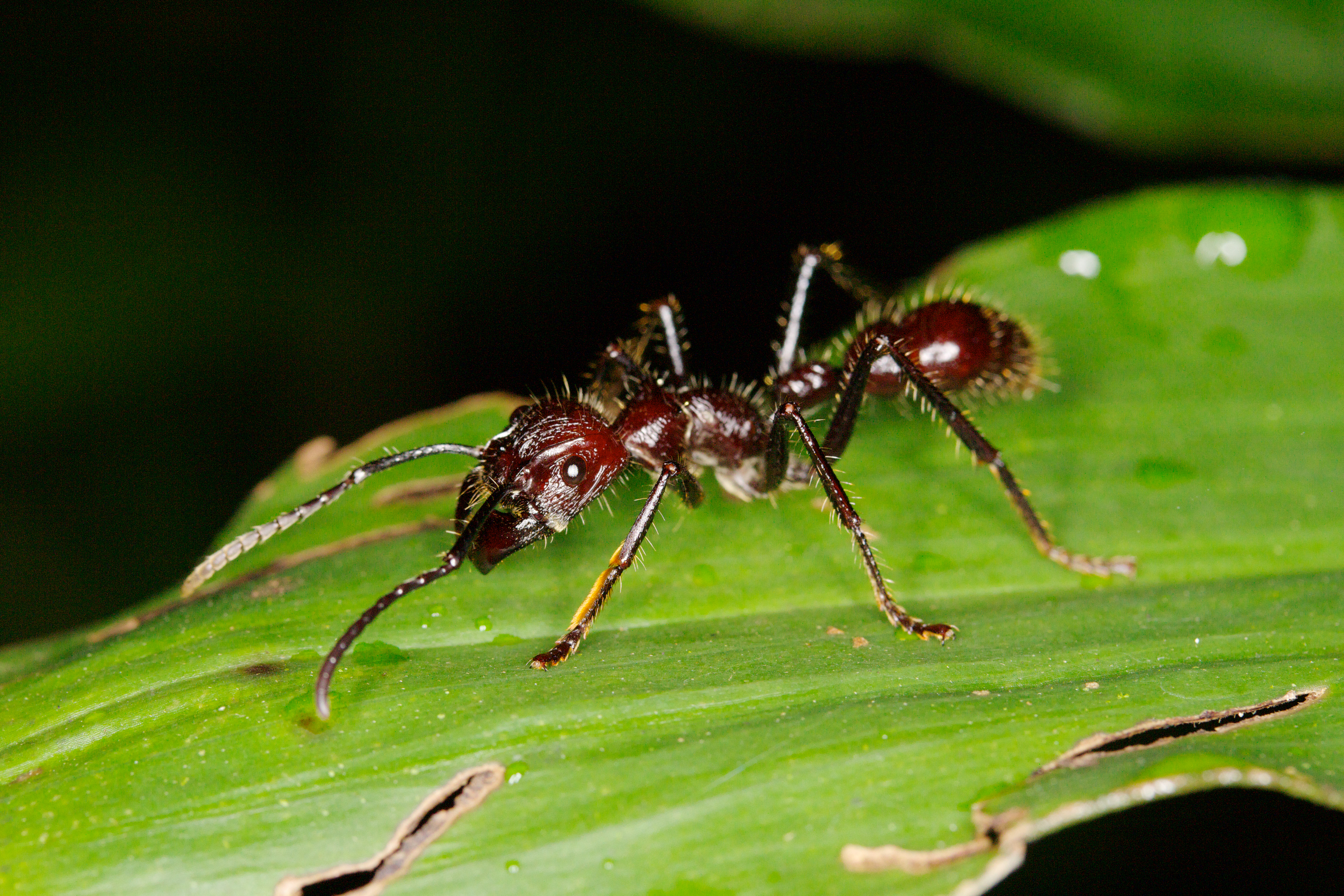 Высшие насекомые. Paraponera clavata. Тропические муравьи Paraponera clavata. Paraponera clavata укус. Гнездо муравья пули.