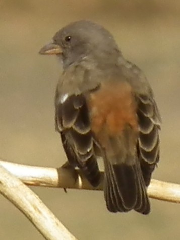 File:Passer suahelicus Tanzania 3288 Nevit.jpg