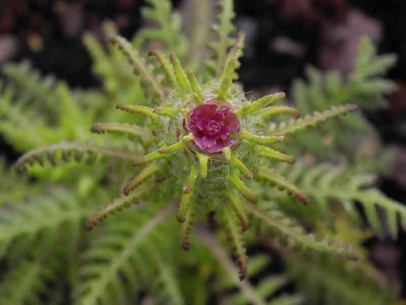 File:Pedicularis superba 3.JPG