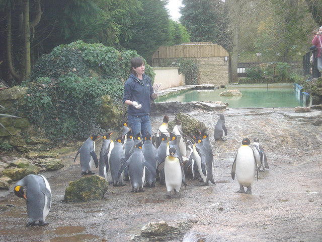 File:Penguin feeding time at Birdland - geograph.org.uk - 1135551.jpg