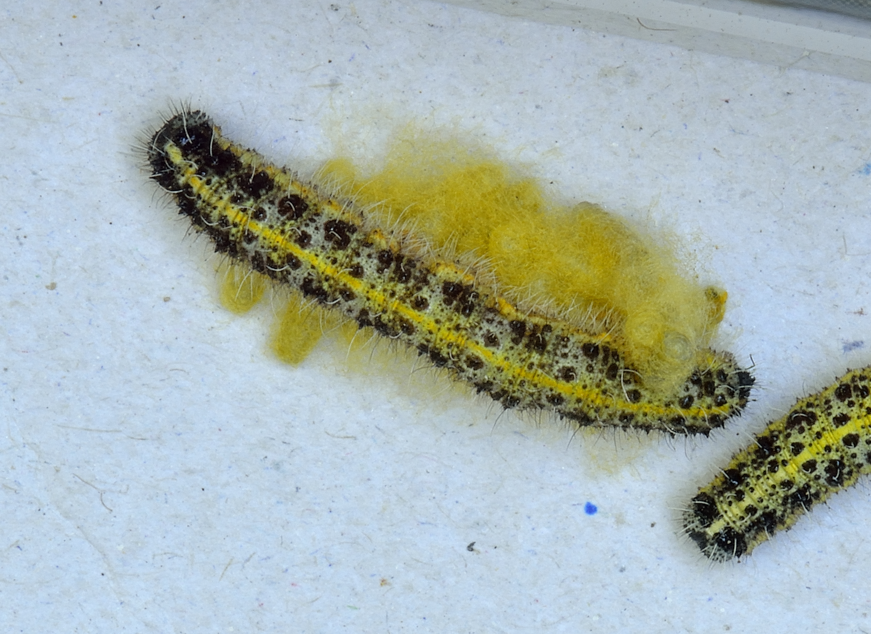 lava Wissen monster File:Pieris brassicae caterpillar parasitized, groot koolwitje  geparasiteerde rups.jpg - Wikimedia Commons
