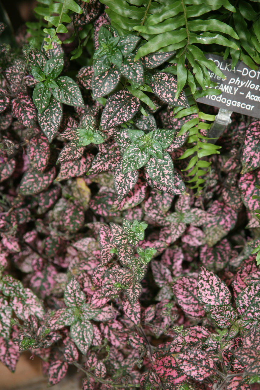 Polka Dot Plant (Hypoestes Phyllostachya)