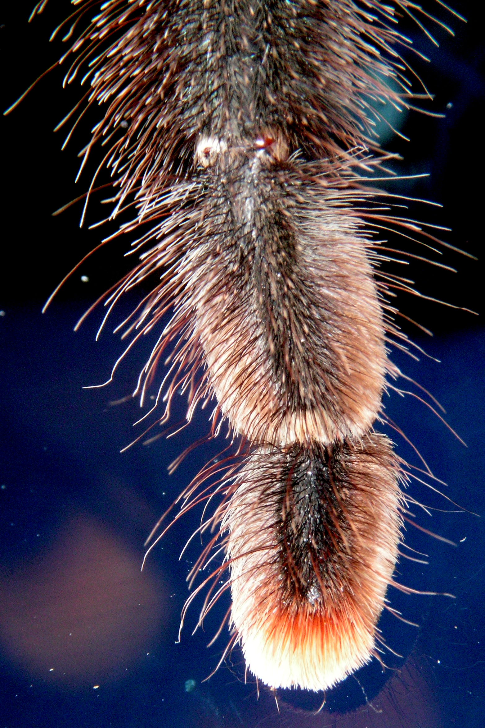 pink toed tarantula