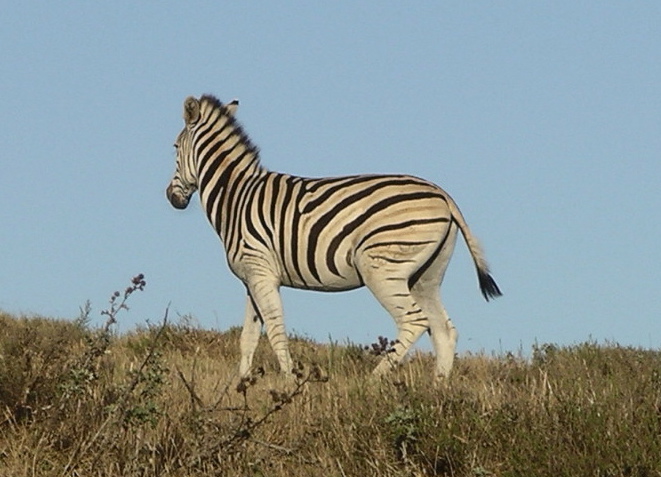 File:Plains Zebra - Equus quagga.jpg