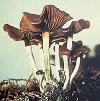 Psilocybe cyanescens: fotografijŏ
