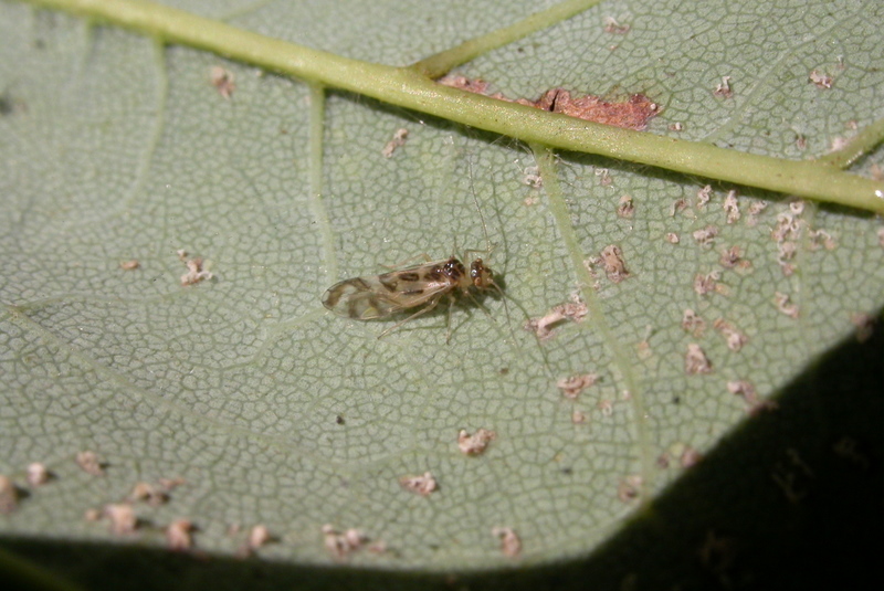 File:Psocoptera (2127215153).jpg