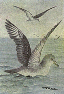 File:Reed-audubons-shearwater.png