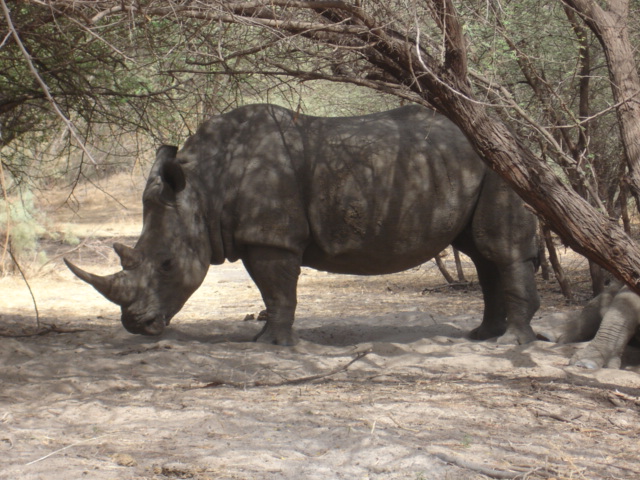 File:Rhino (474360597).jpg