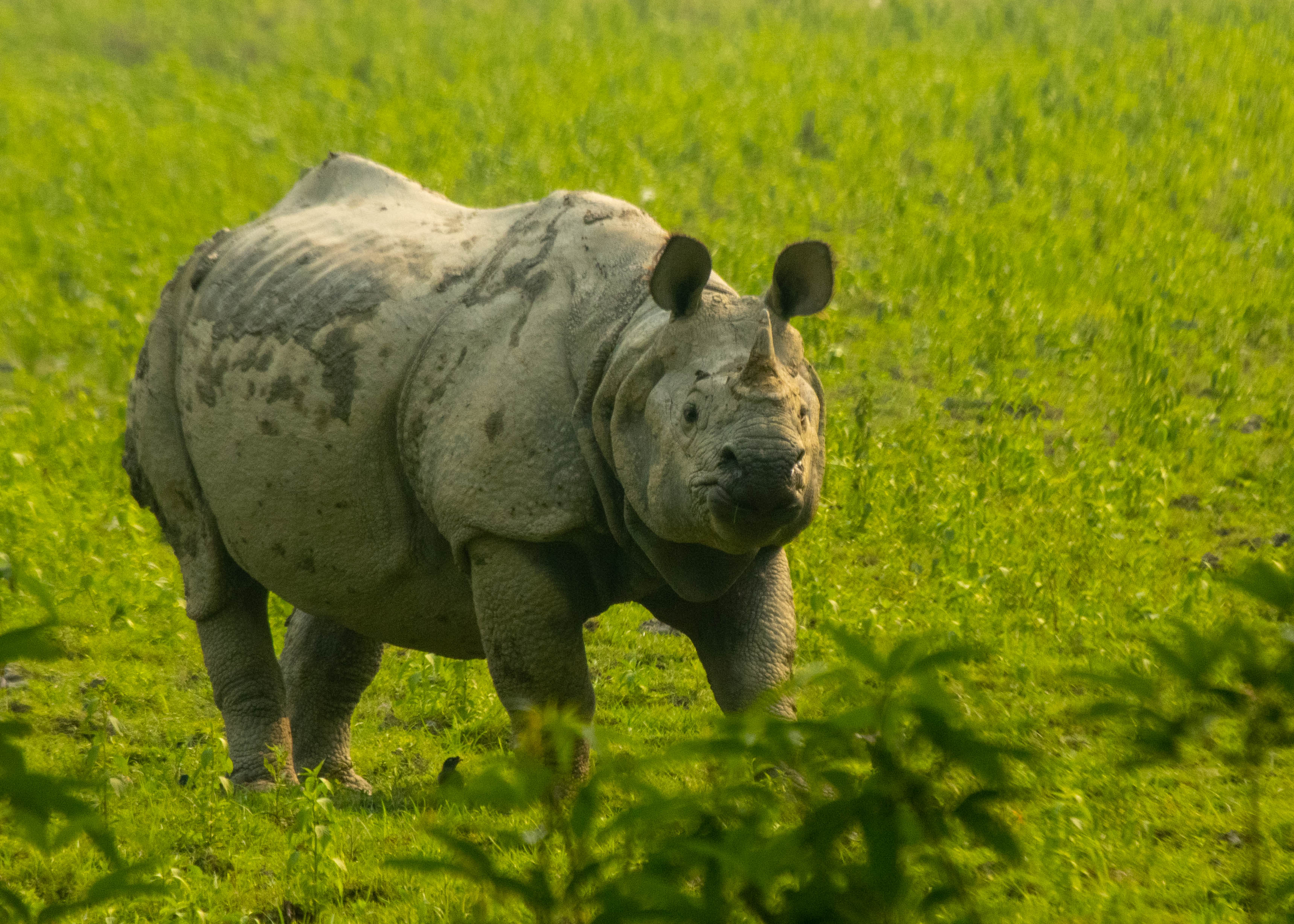 Rhino Kaziranga Assam.jpg