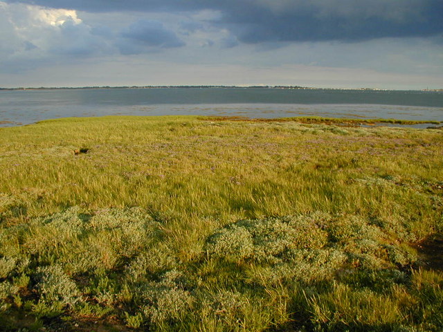 Saltmarsh vegetation Farlington Marshes - geograph.org.uk - 422711