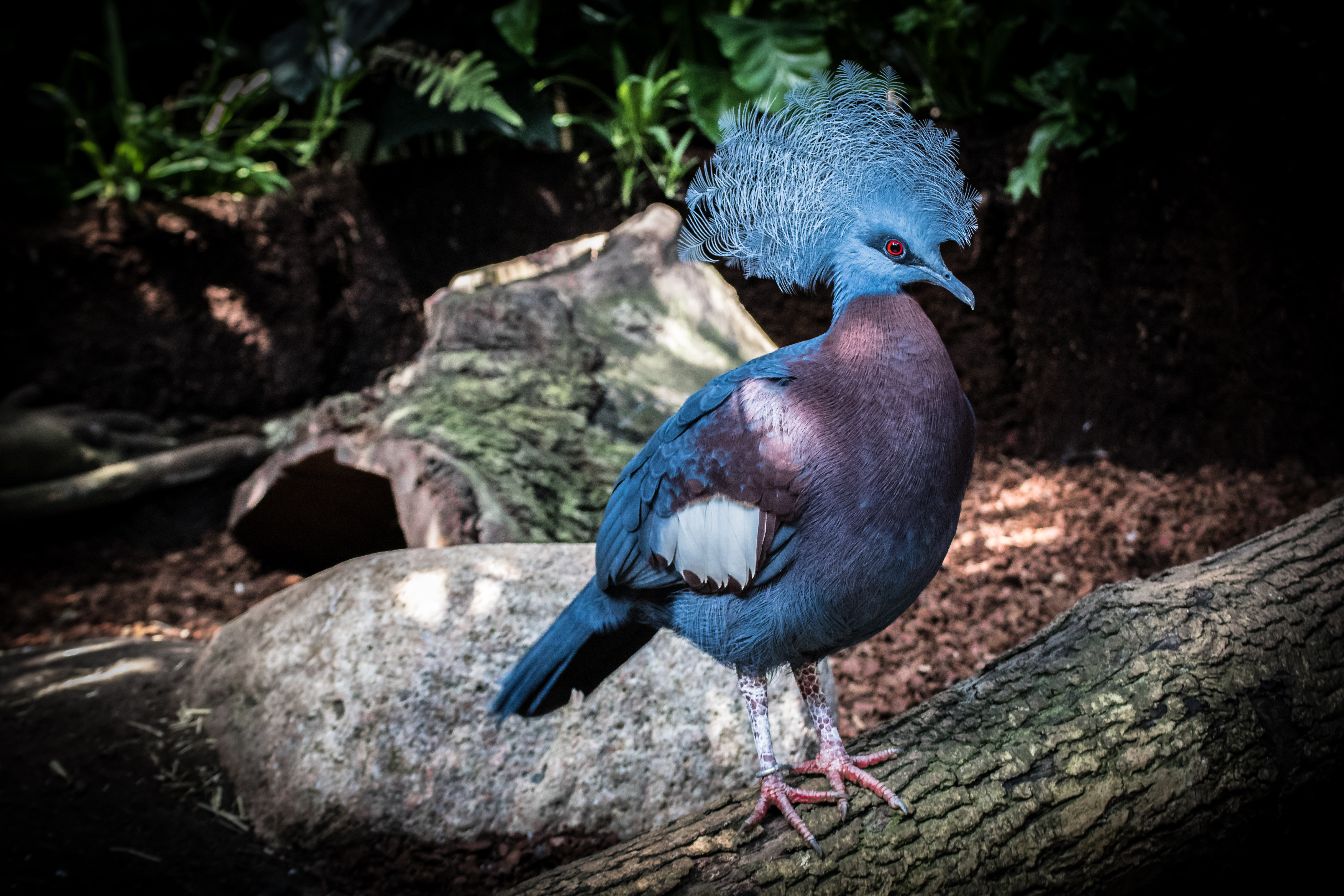 Crowned Pigeon