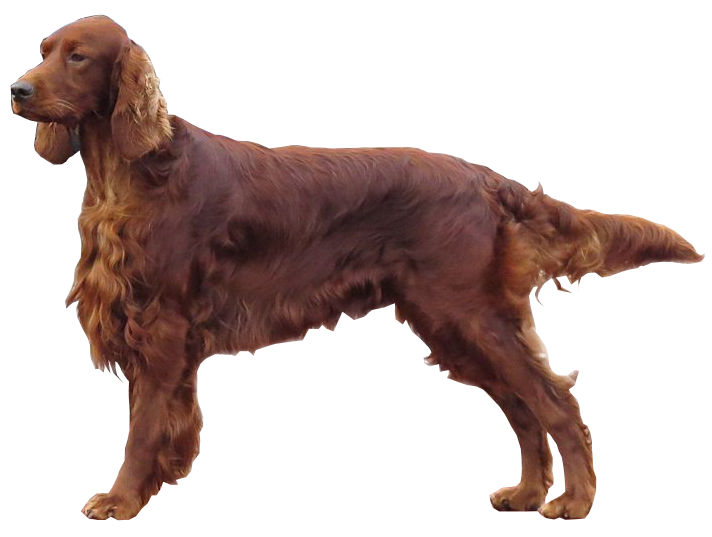 File:Setter Irlandais Rouge.jpg