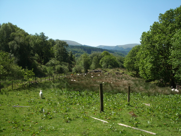 File:Sheep Pasture (with newly shorn sheep) - geograph.org.uk - 1334510.jpg