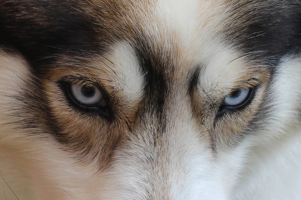 siberian husky eyes