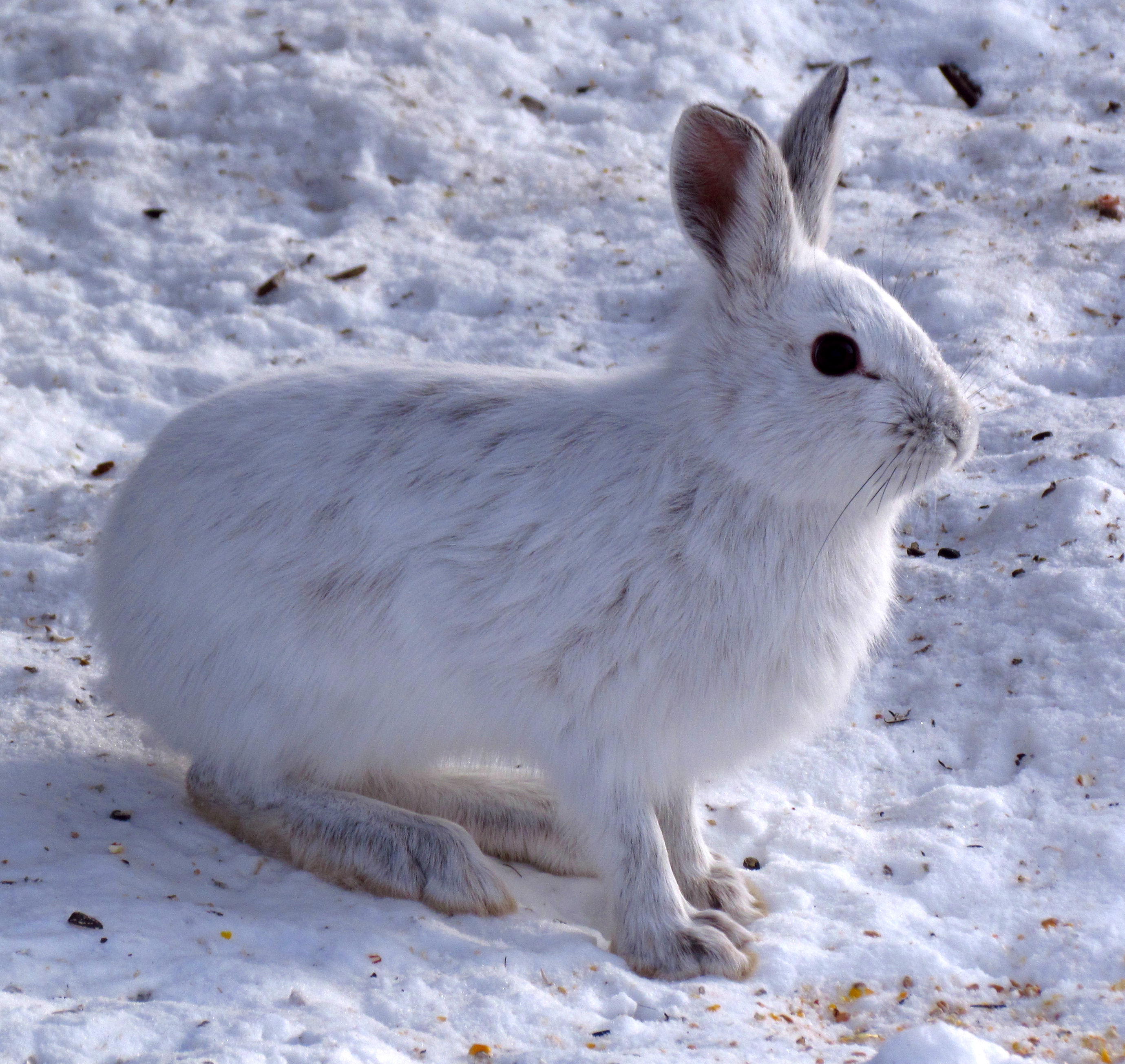 sentier d'empreintes de lapin ou de lièvre. empreintes de pattes de lapin  sur la neige.