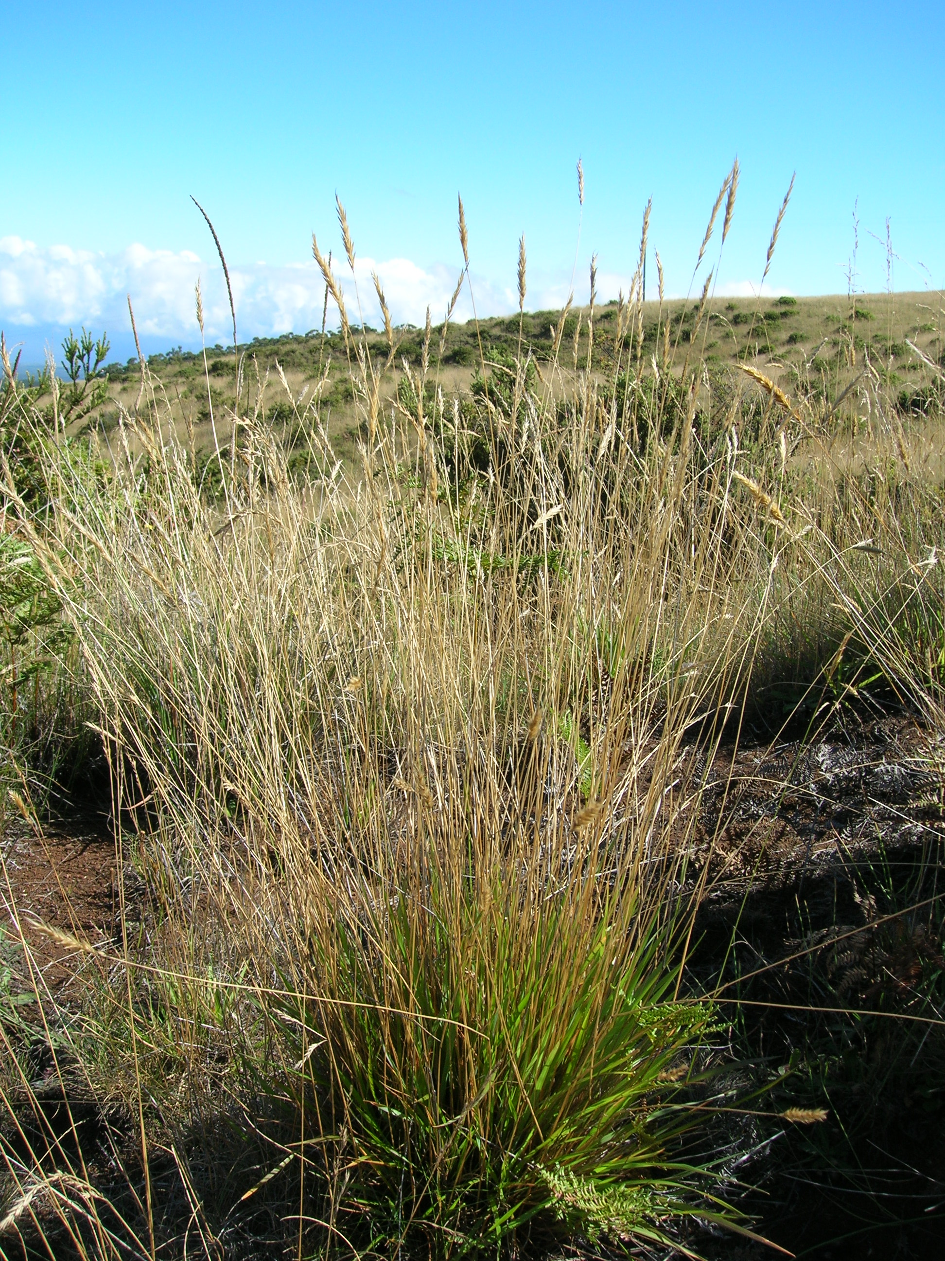 Душистый колосок (Anthoxanthum odoratum)